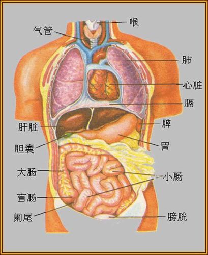 人体器官示意图内脏